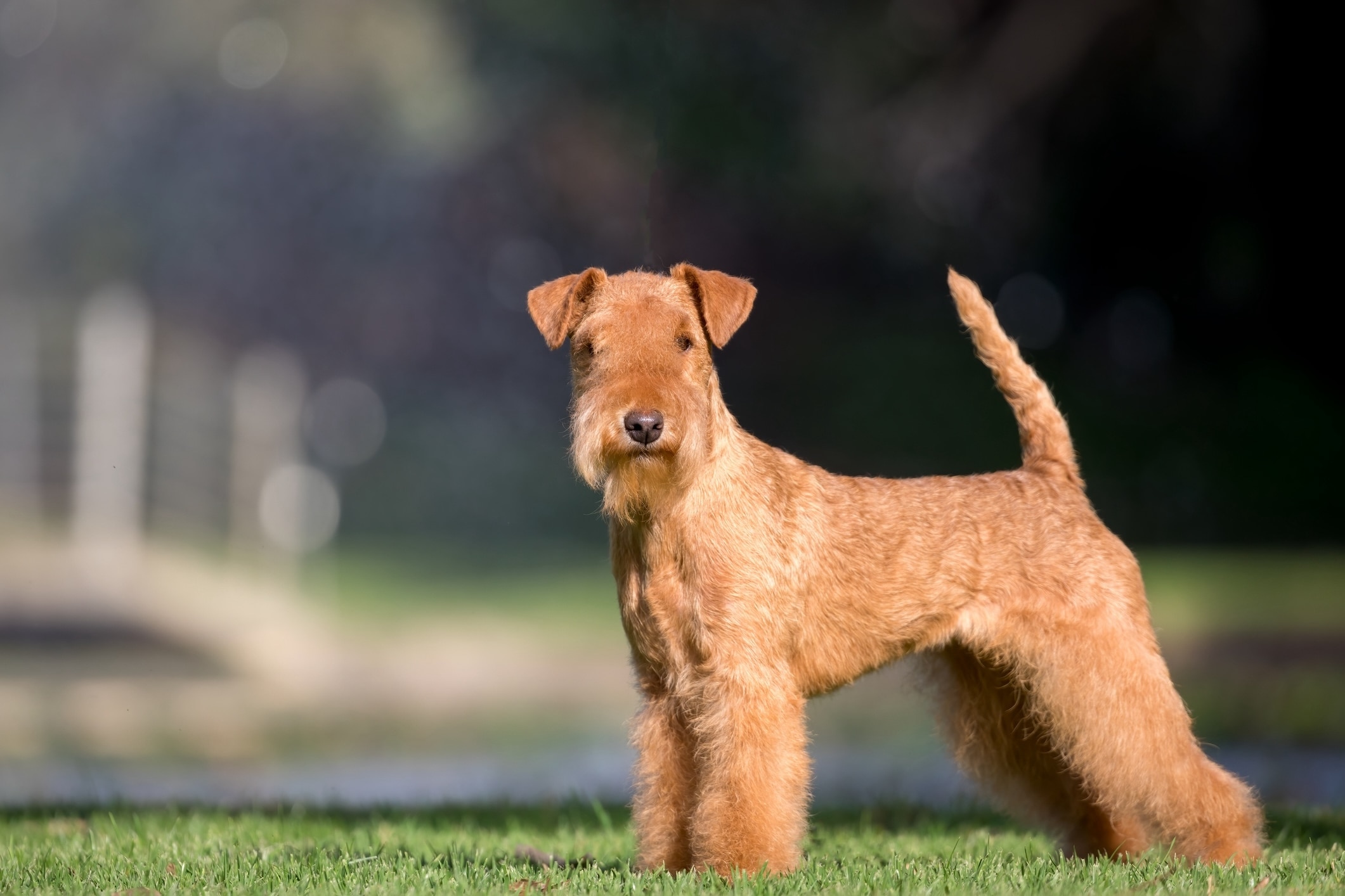 red lakeland terrier standing to the side with his tail straight up
