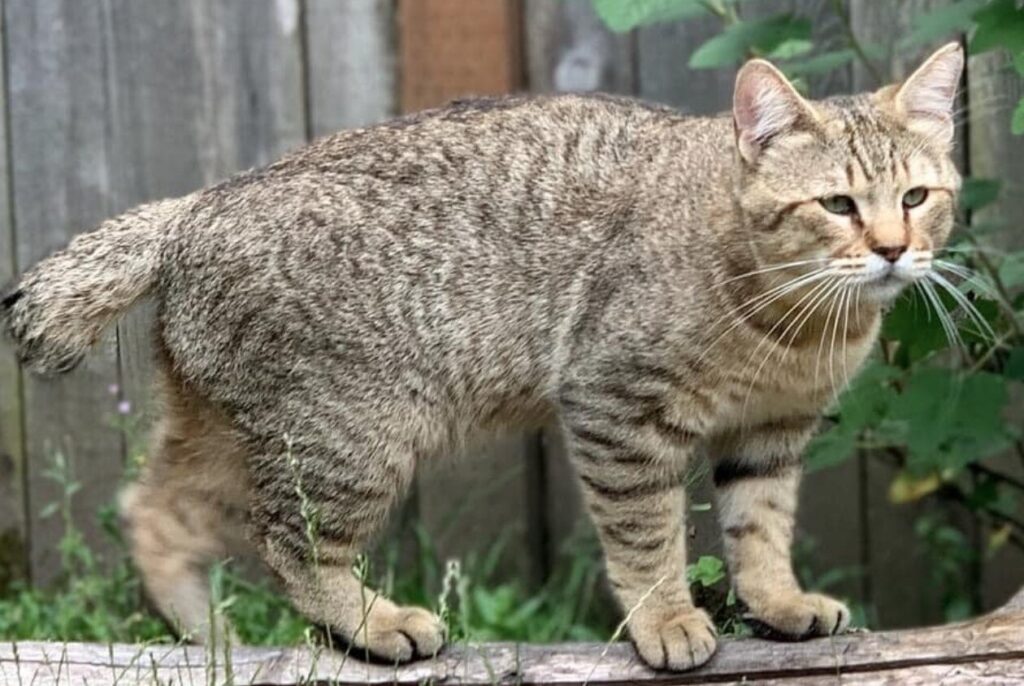 pixiebob cat walking in a yard