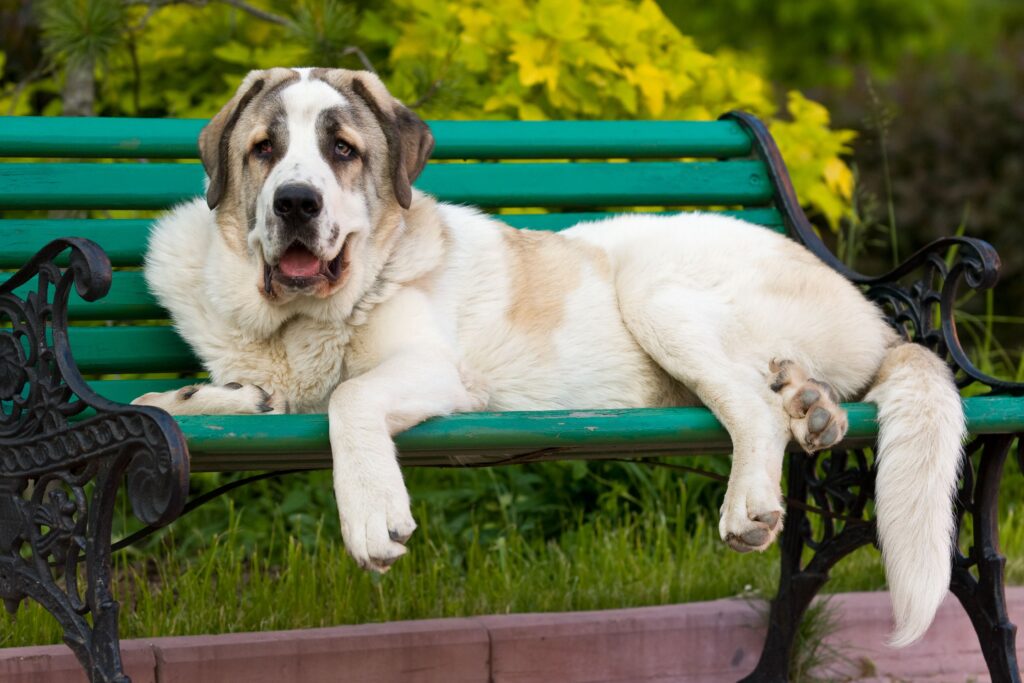 white and tan spanish mastiff lying on a park bench