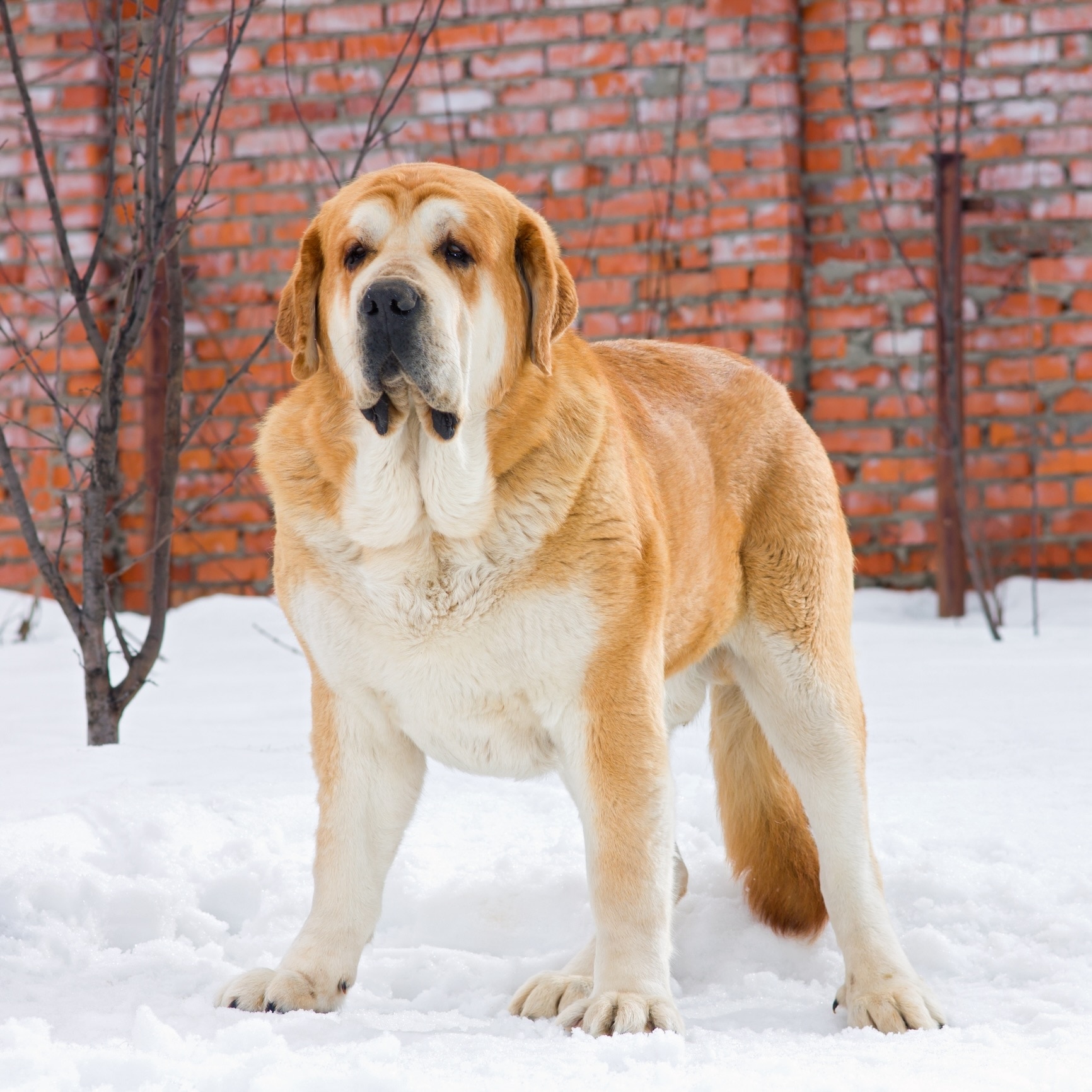 red spanish mastiff standing in snow