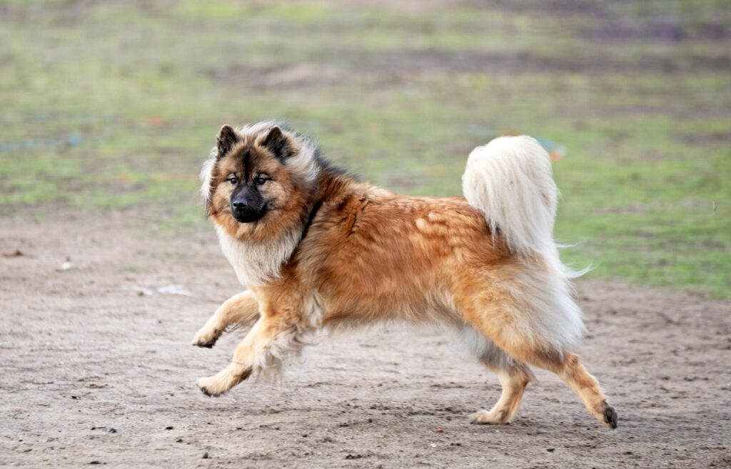 red eurasier dog running
