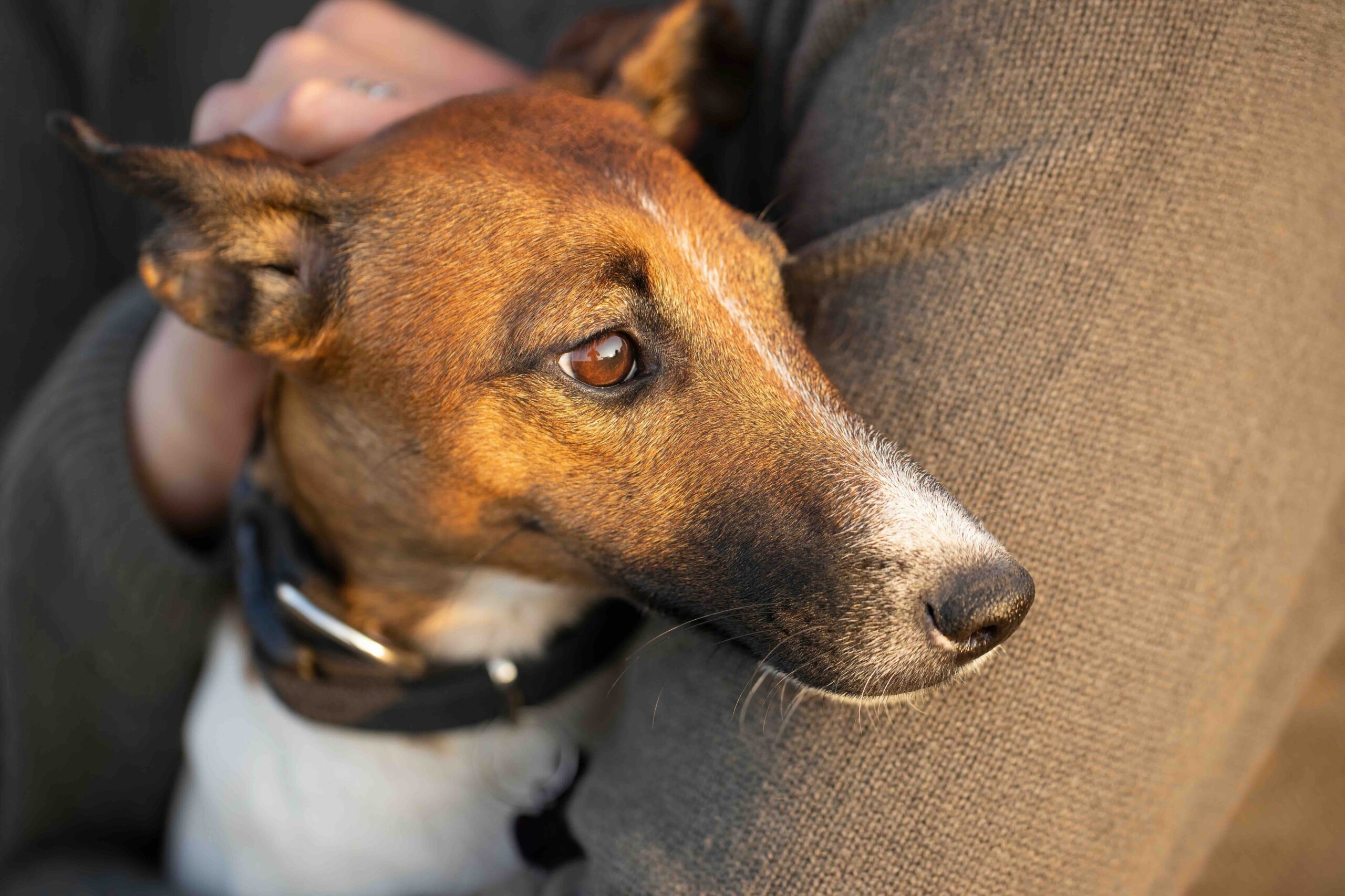 person holding a smooth fox terrier