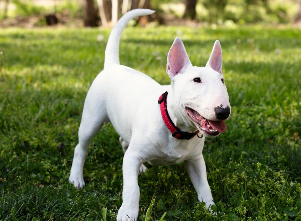 white miniature bull terrier standing in grass