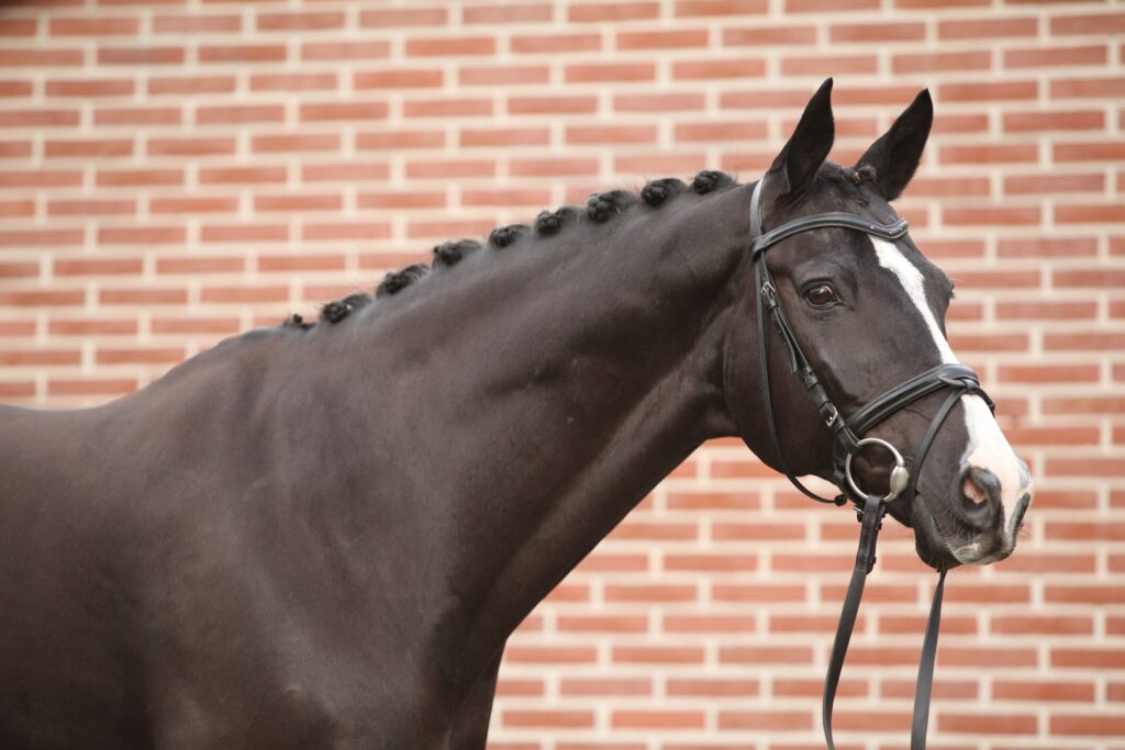 Dutch warmblood horse