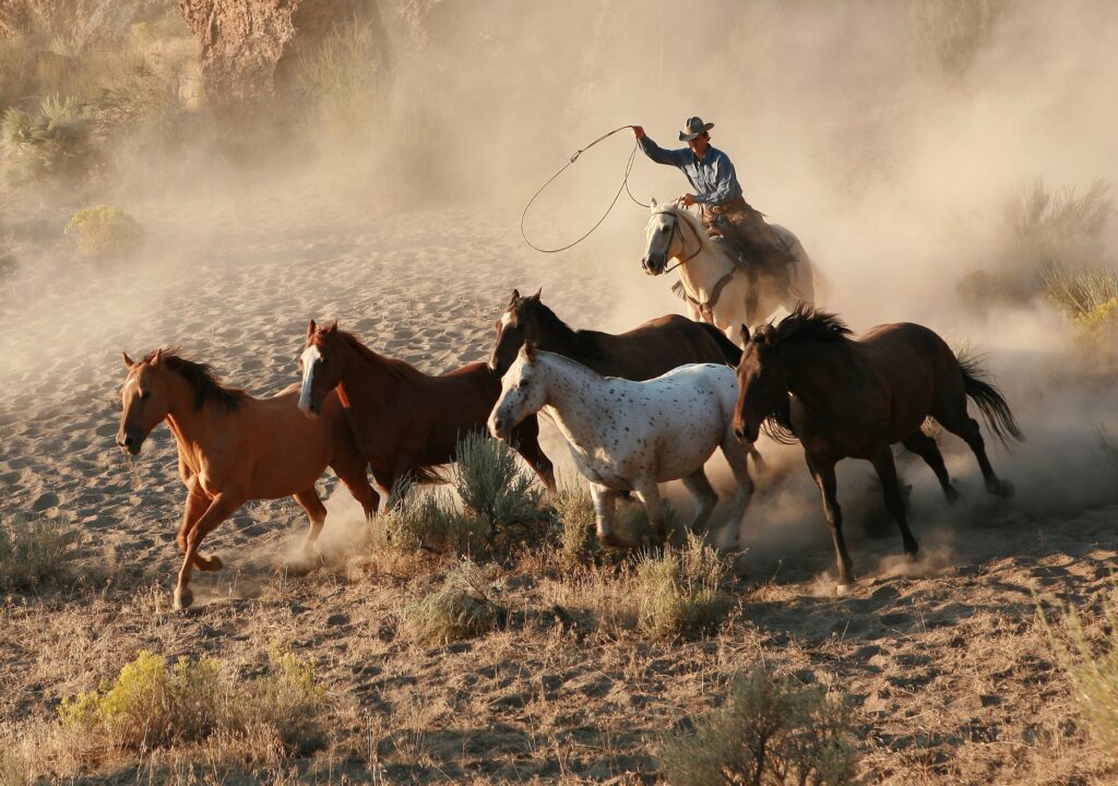 Cowboy roping wild Mustang horses