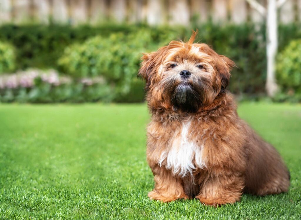 brown and white shichon dog sitting in a backyard