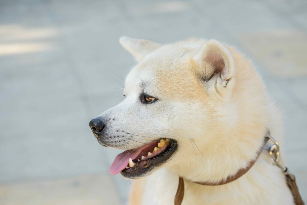 cream-colored kishu ken on a leash looking to the side