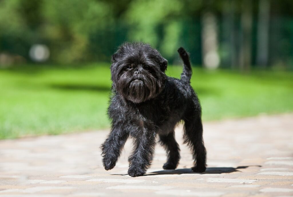 black affenpinscher walking down a path outside