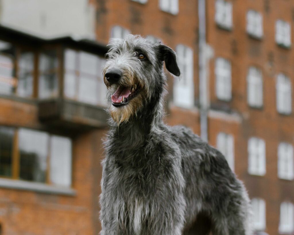 gray scottish greyhound standing in front of an apartment building
