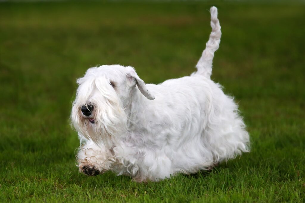 sealyham terrier running through green grass