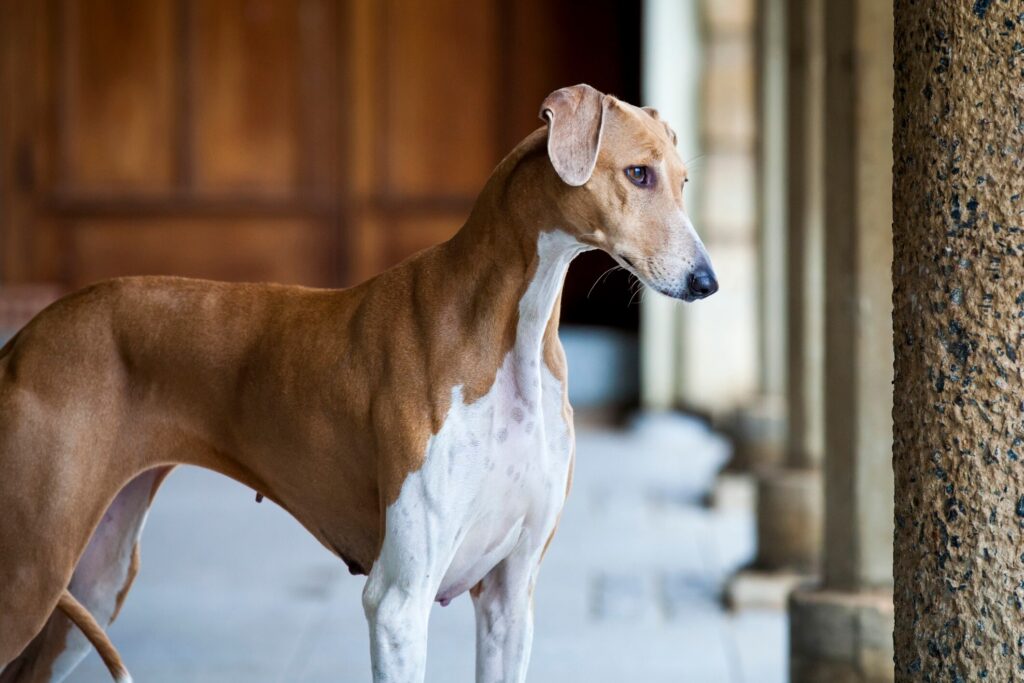 Azawakh dog standing in a hallway with ancient columns