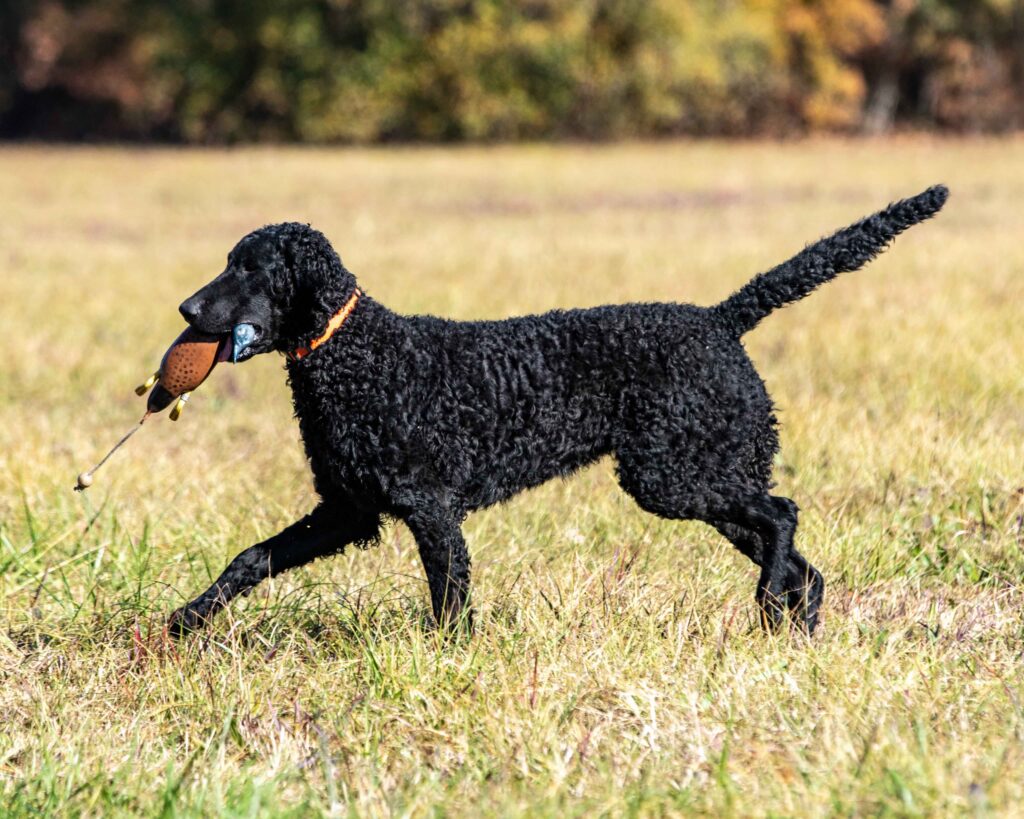 black curly-coated retriever carrying a hunting toy through a field