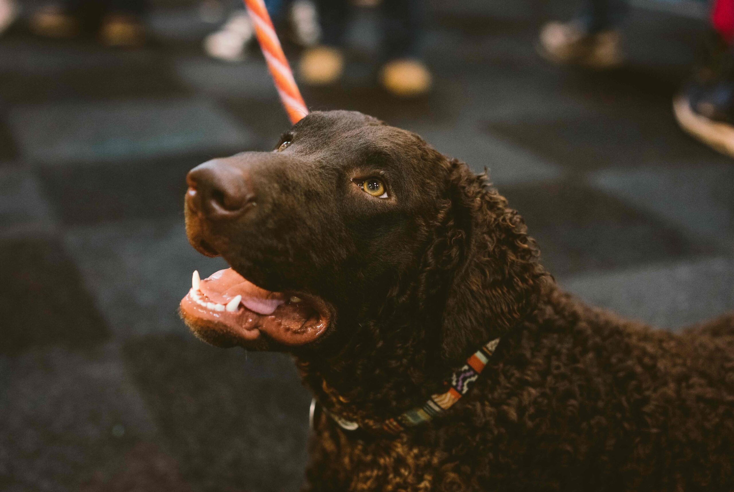 close-up of a brown curly-coated retriever's face looking up
