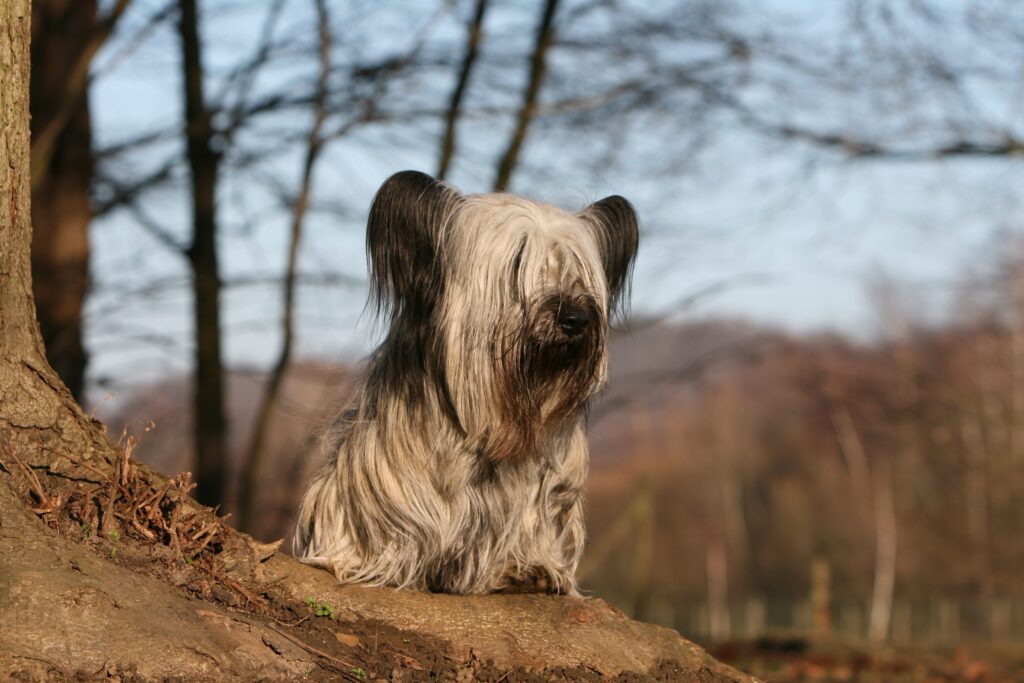silver sky terrier with long fur in his face standing on a large tree root