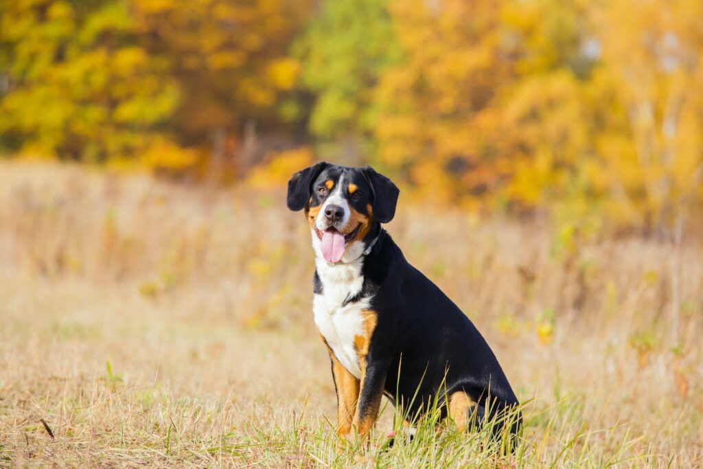 entlebucher mountain dog sitting in dry grass, looking at the camera with his tongue out
