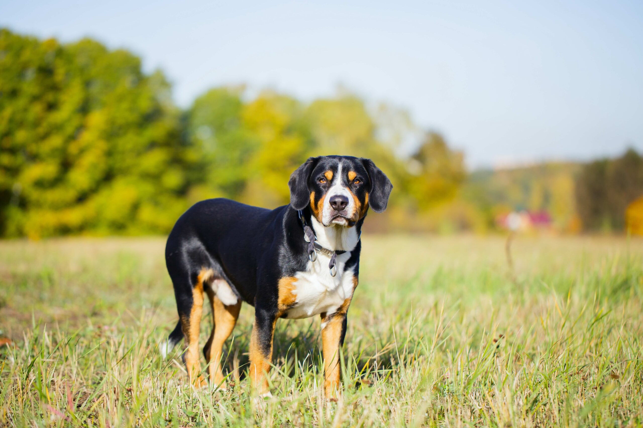 entlebucher mountain dog, a herding breed, standing in grass