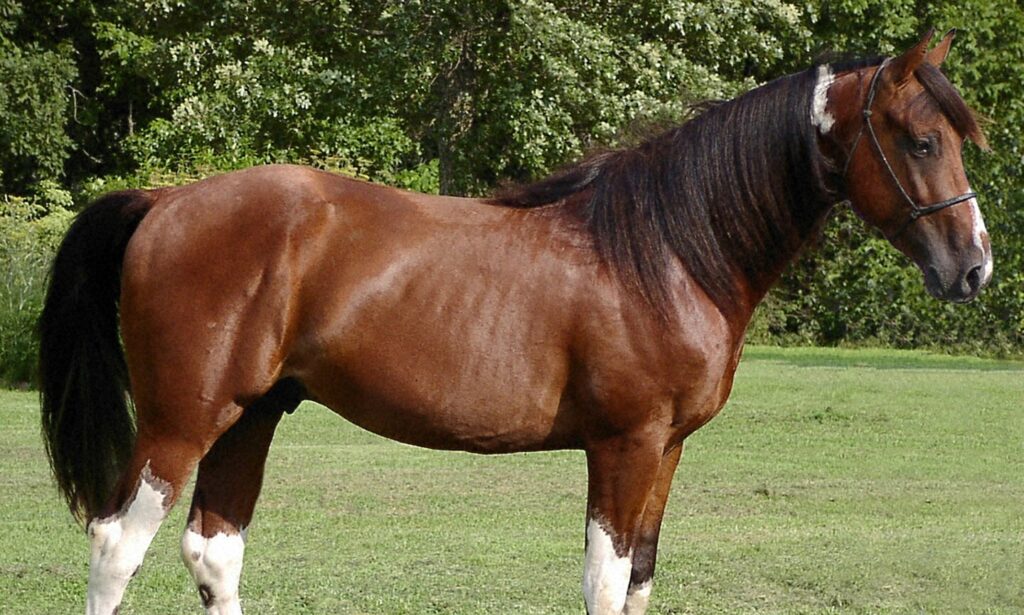 Missouri Fox Trotter stallion standing in a field