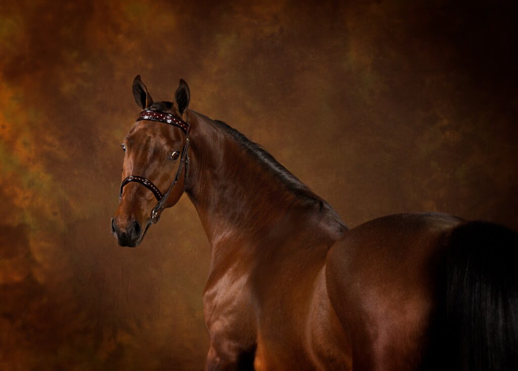 Fancy Morgan horse posing for a photo with brown background