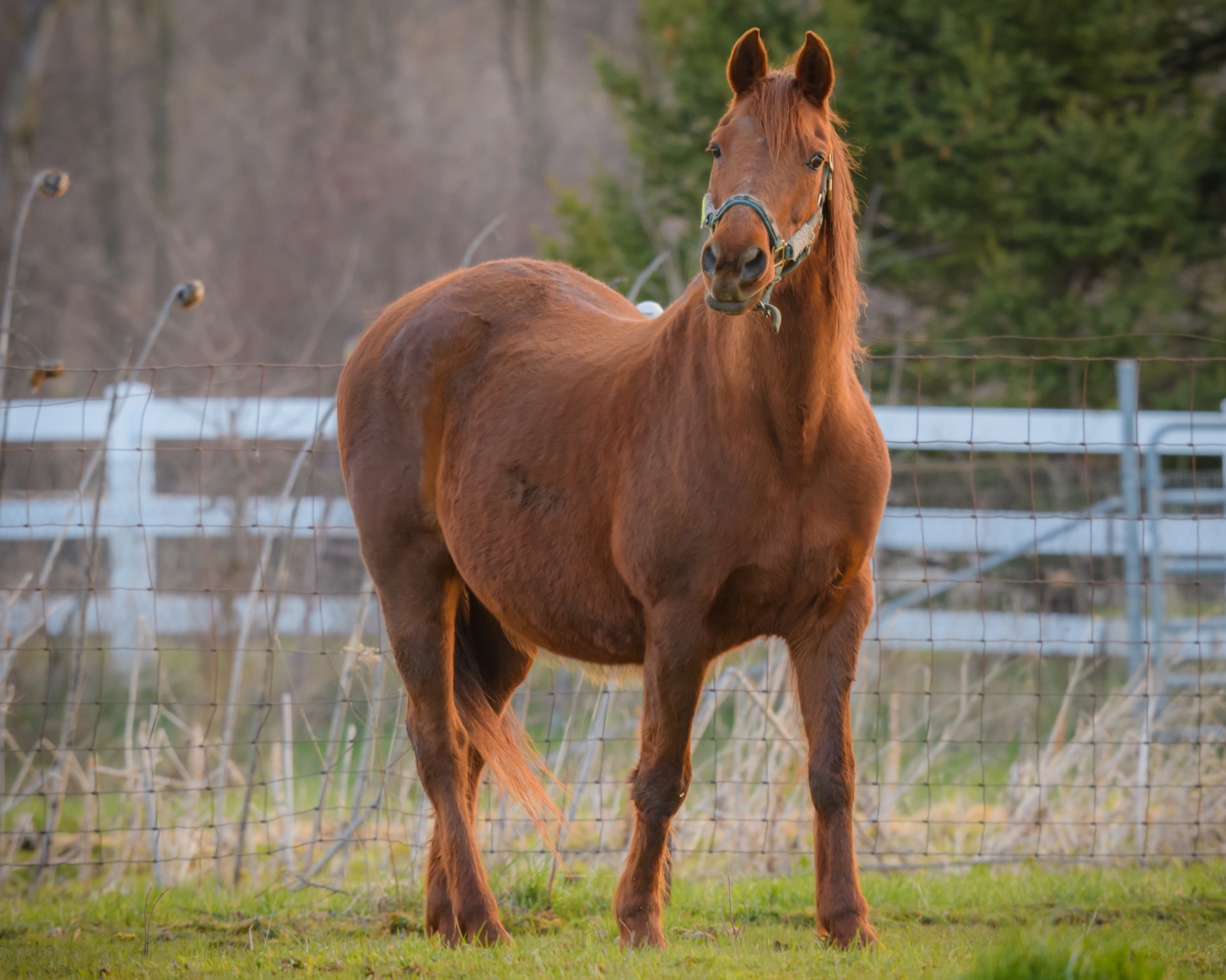 Chestnut Morgan horse picture posing in a field