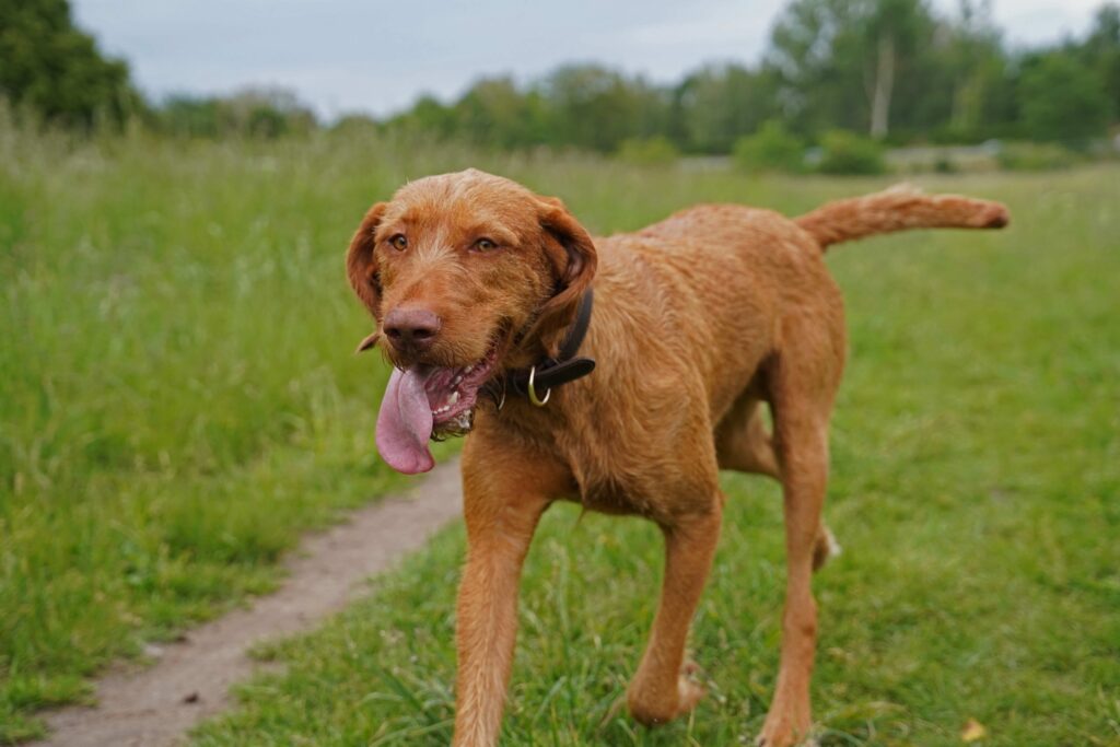 wirehaired vizsla with his tongue out trotting down a grassy path