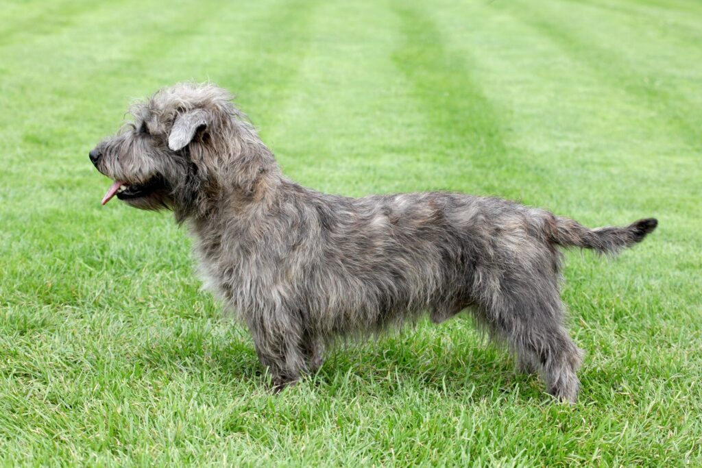 gray glen of imaal terrier standing to the side in grass