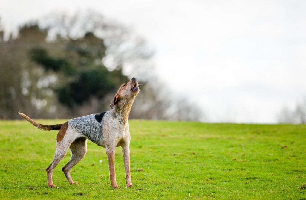 american english coonhound baying in a field