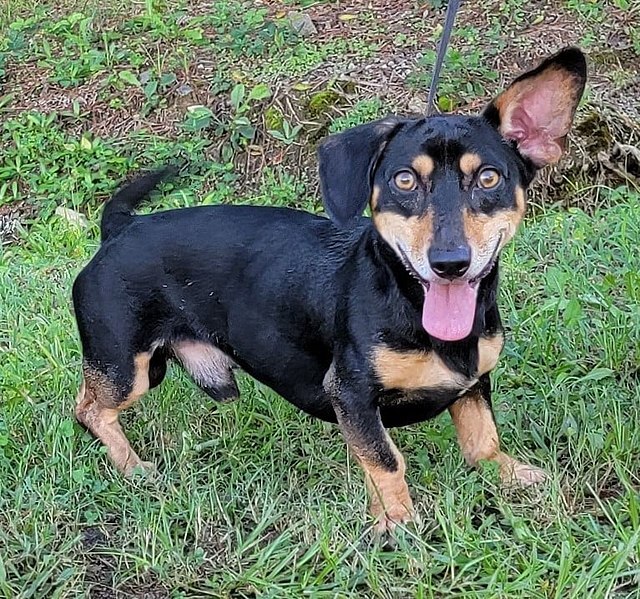 black and tan dorgi, a dachshund and corgi mix breed, standing in grass with one ear up