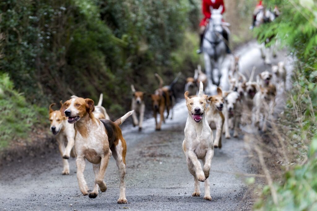 group of english foxhounds running on a fox hunt with a hunter on a horse following