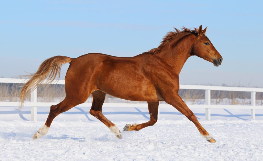 Hanoverian horse running in snowy field