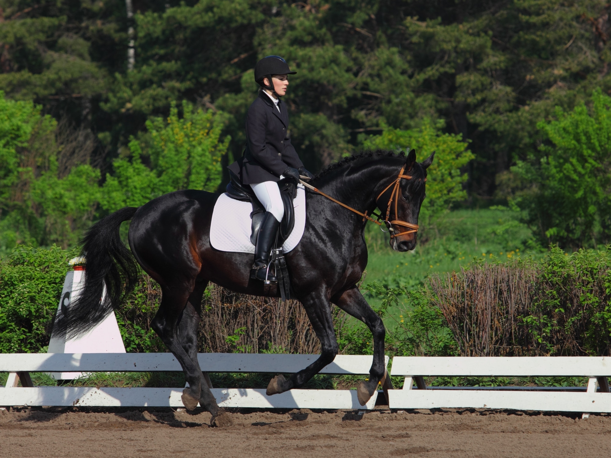 A hanoverian horse performing a dressage test with a rider
