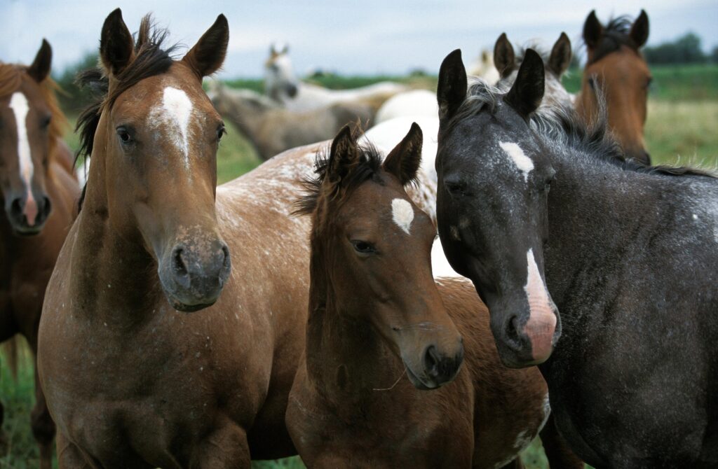 American Saddlebred horse herd