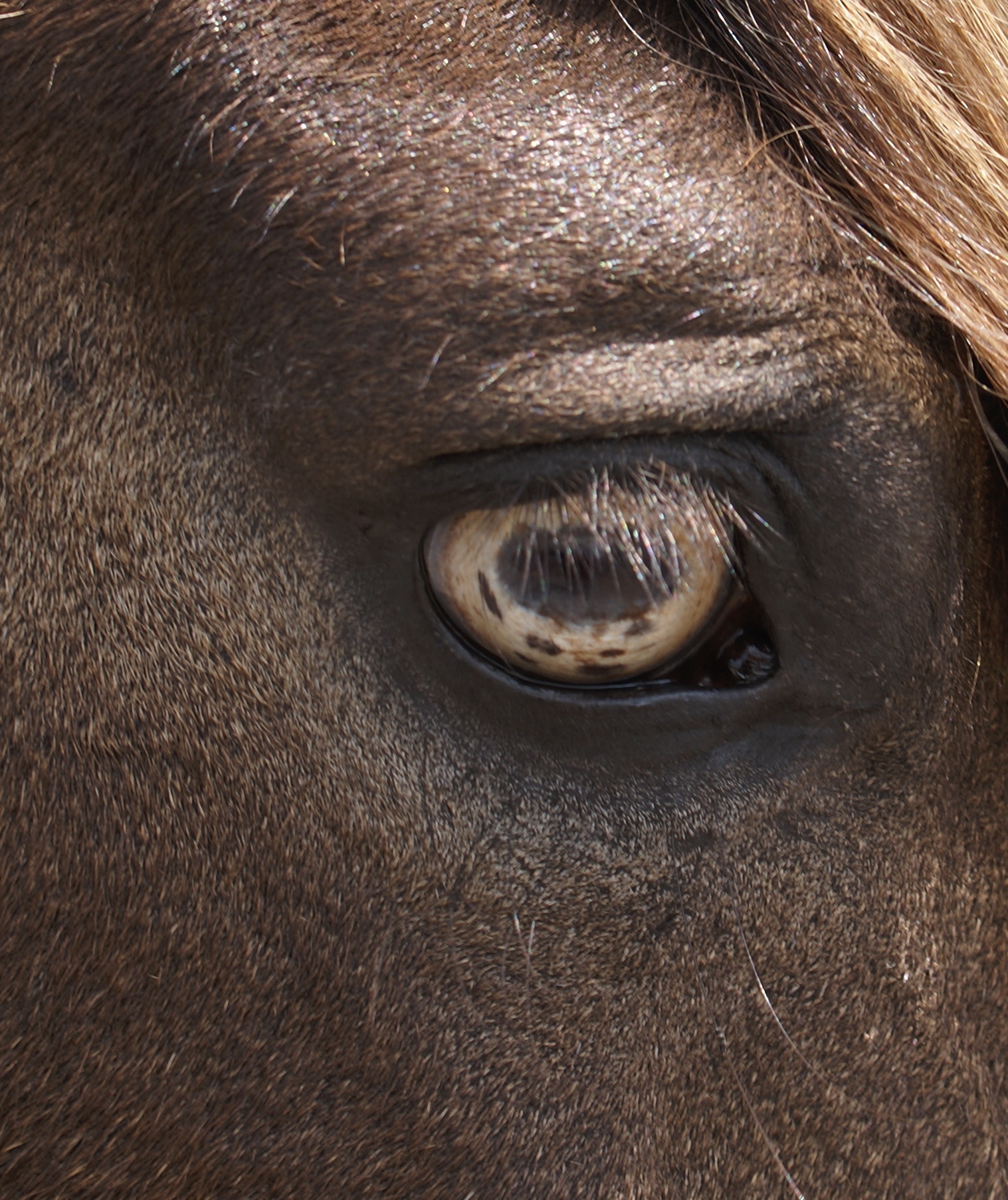Paso Fino eye