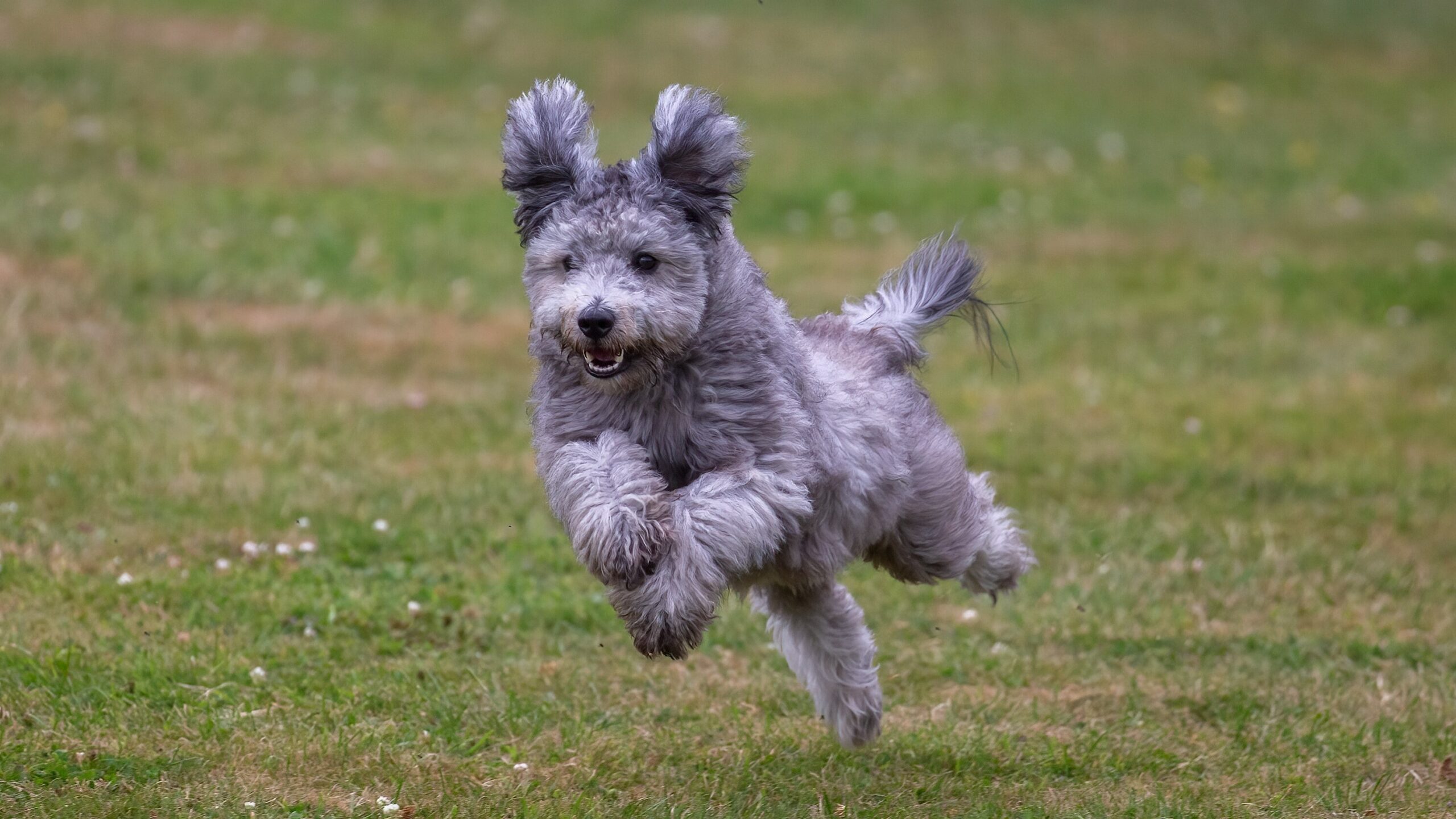 A gray Pumi dog, a herding dog breed, running through grass