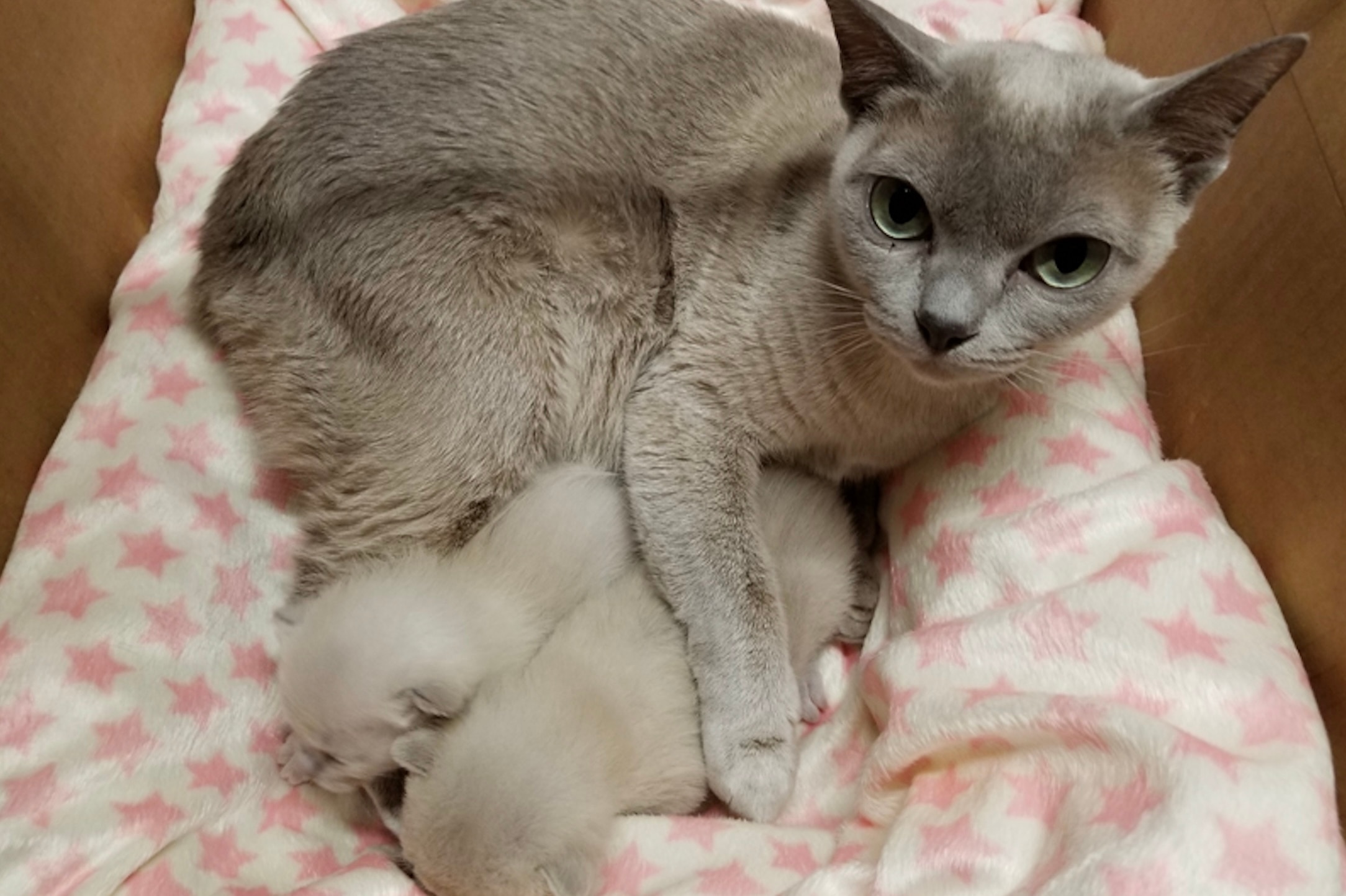 A silver Tonkinese, a hypoallergenic cat breed, nursing kittens