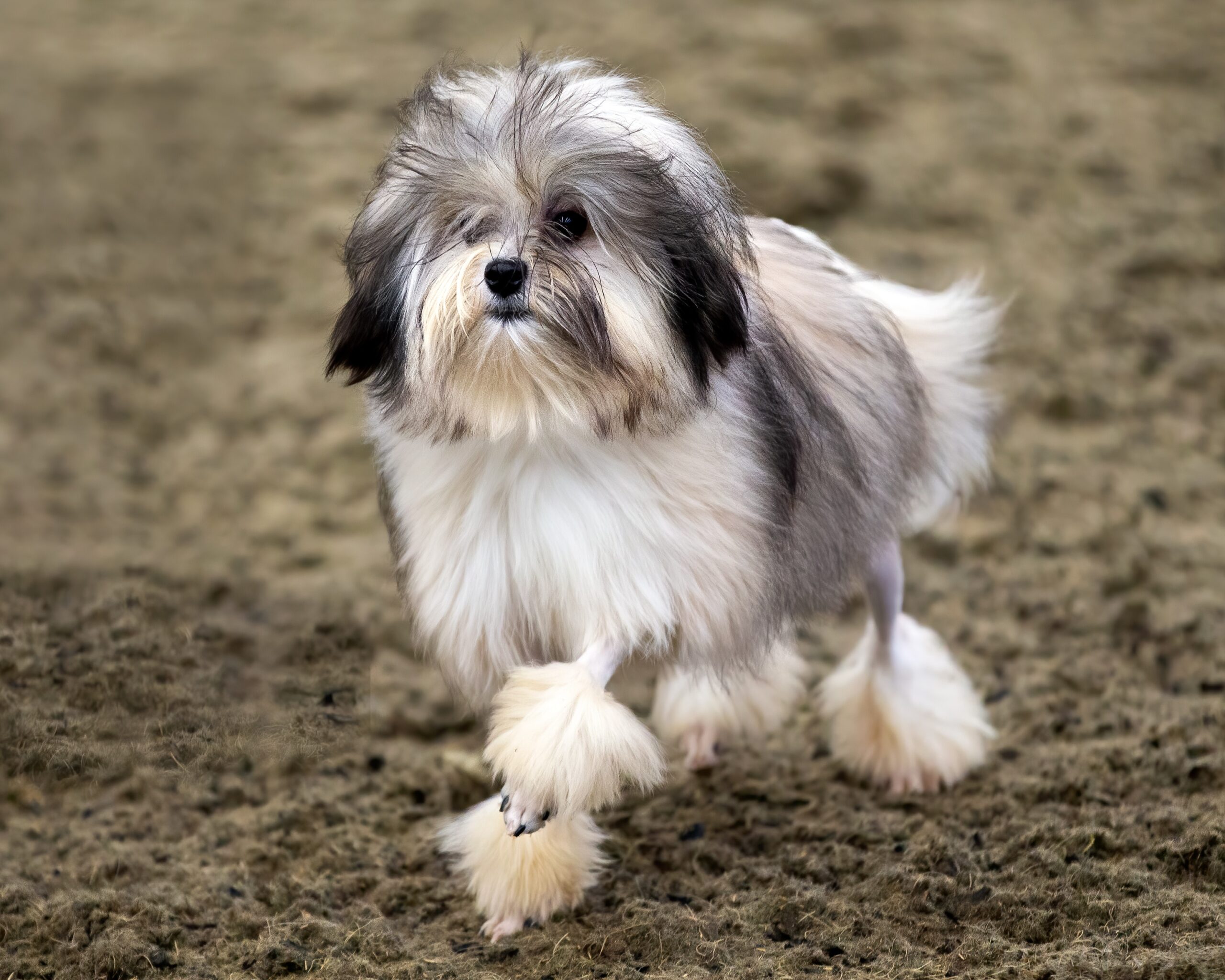 gray and tan lowchen dog walking across dirt.