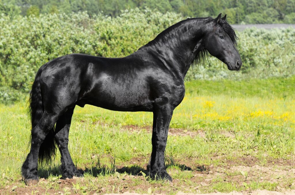 Black Friesian horse standing in a field