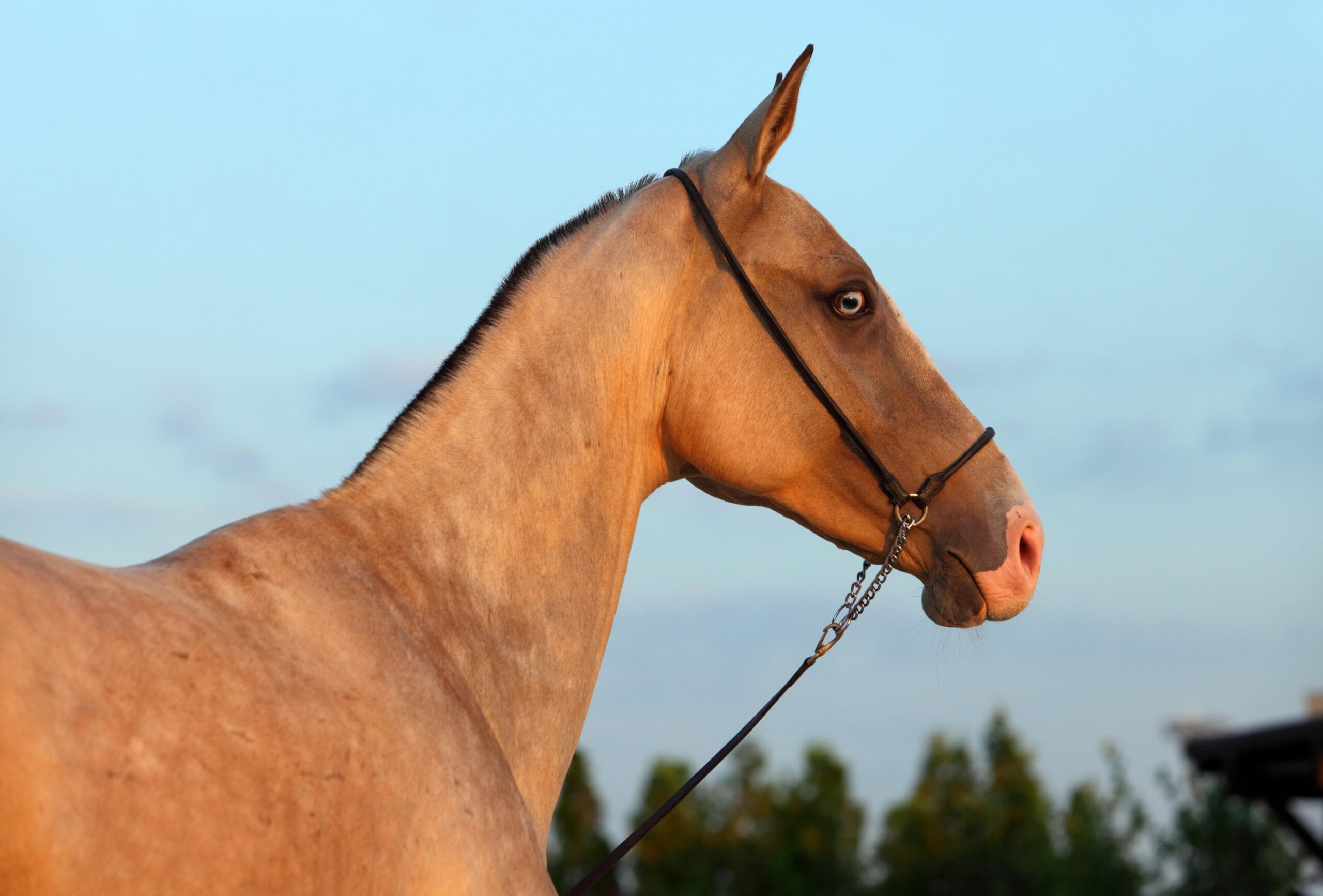 Golden akhal teke horse