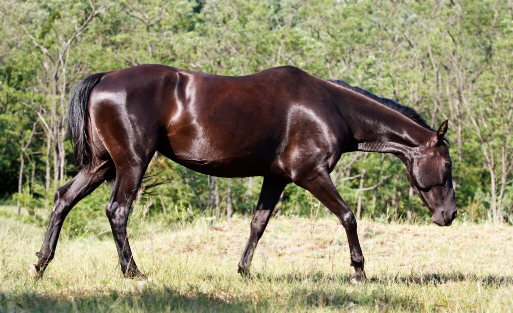 Akhal-Teke horse roaming a field