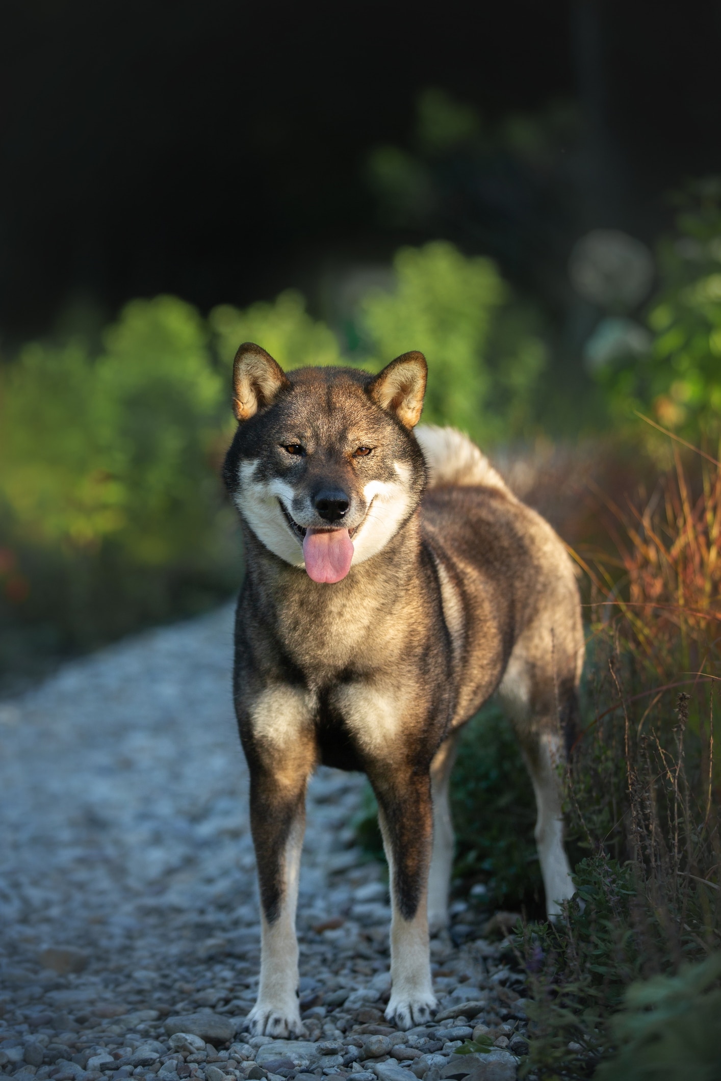 A Shikoku dog walking down a path at golden hour.