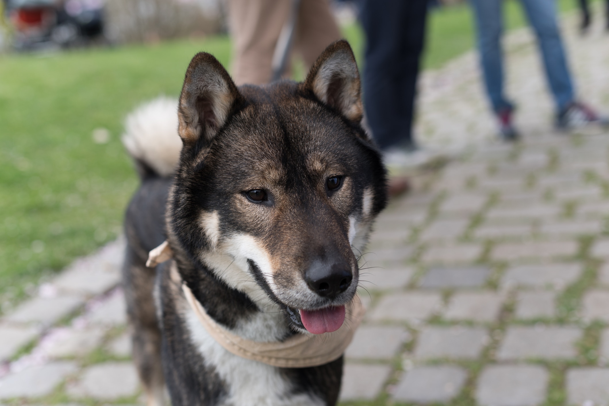 Close-up of a Shikoku outside, wearing a tan bandana.