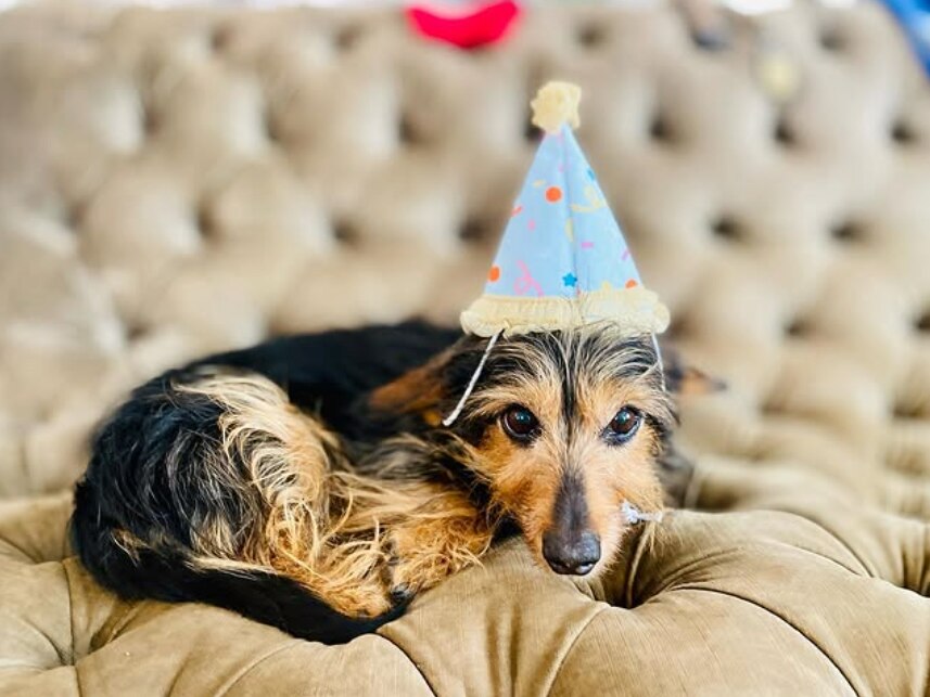 a senior dorkie dog wearing a party hat and curled up on a beige couch