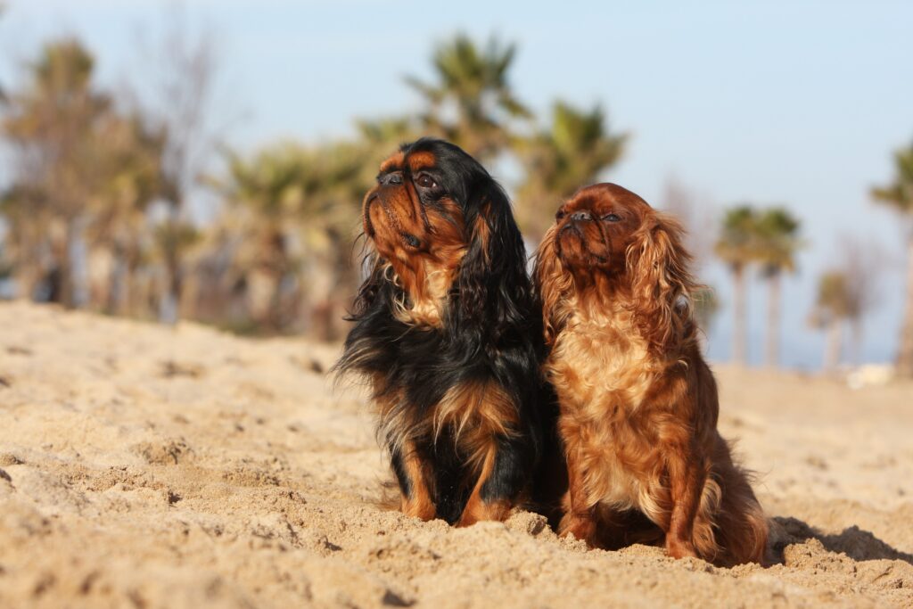 Two English Toy Spaniels sitting together on a beach and sniffing the air.