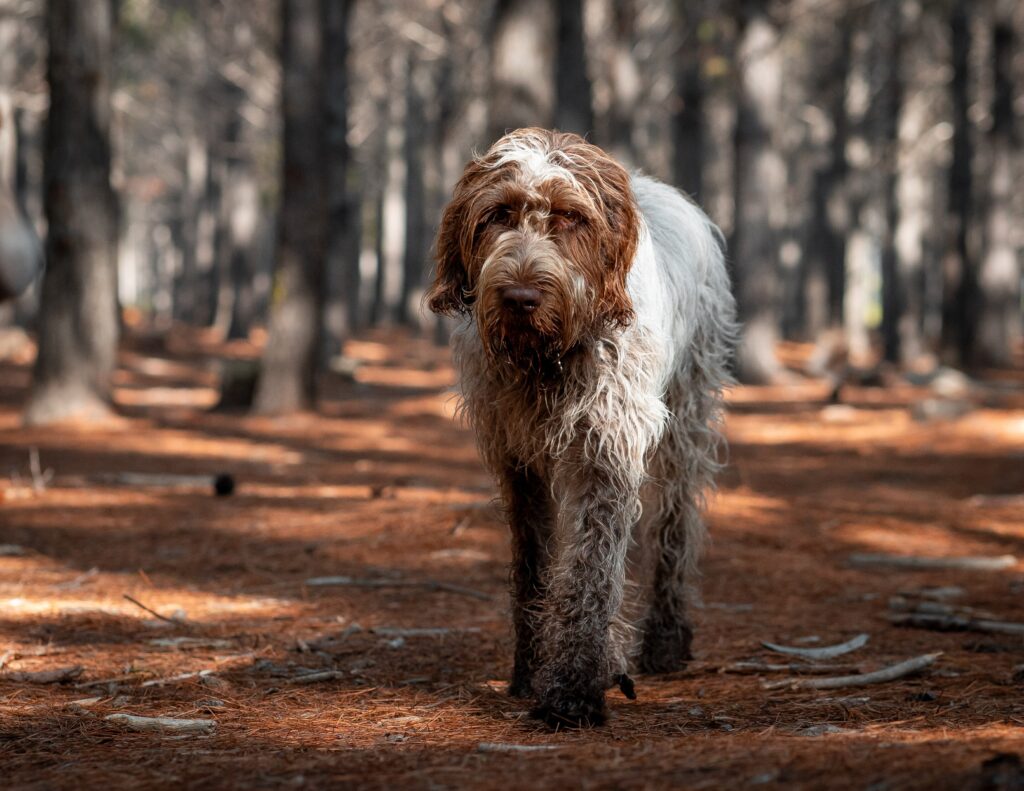 A Spinone Italiano dog walking through a forest.
