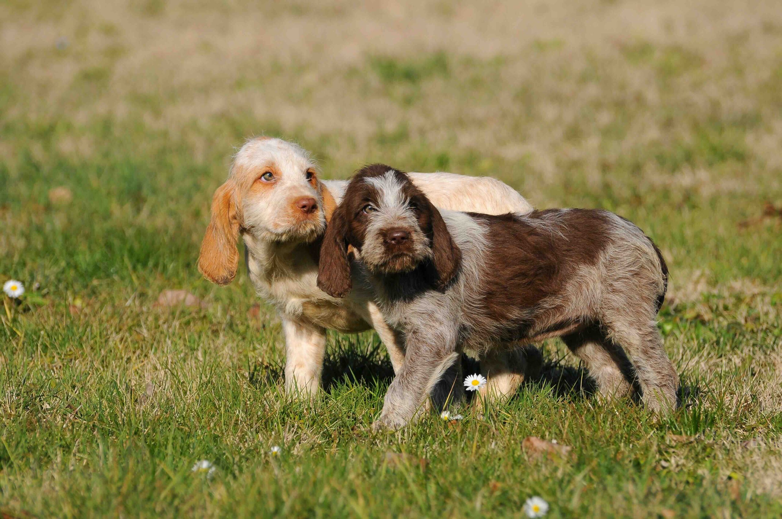 Two Spinone Italiano puppies standing in grass.