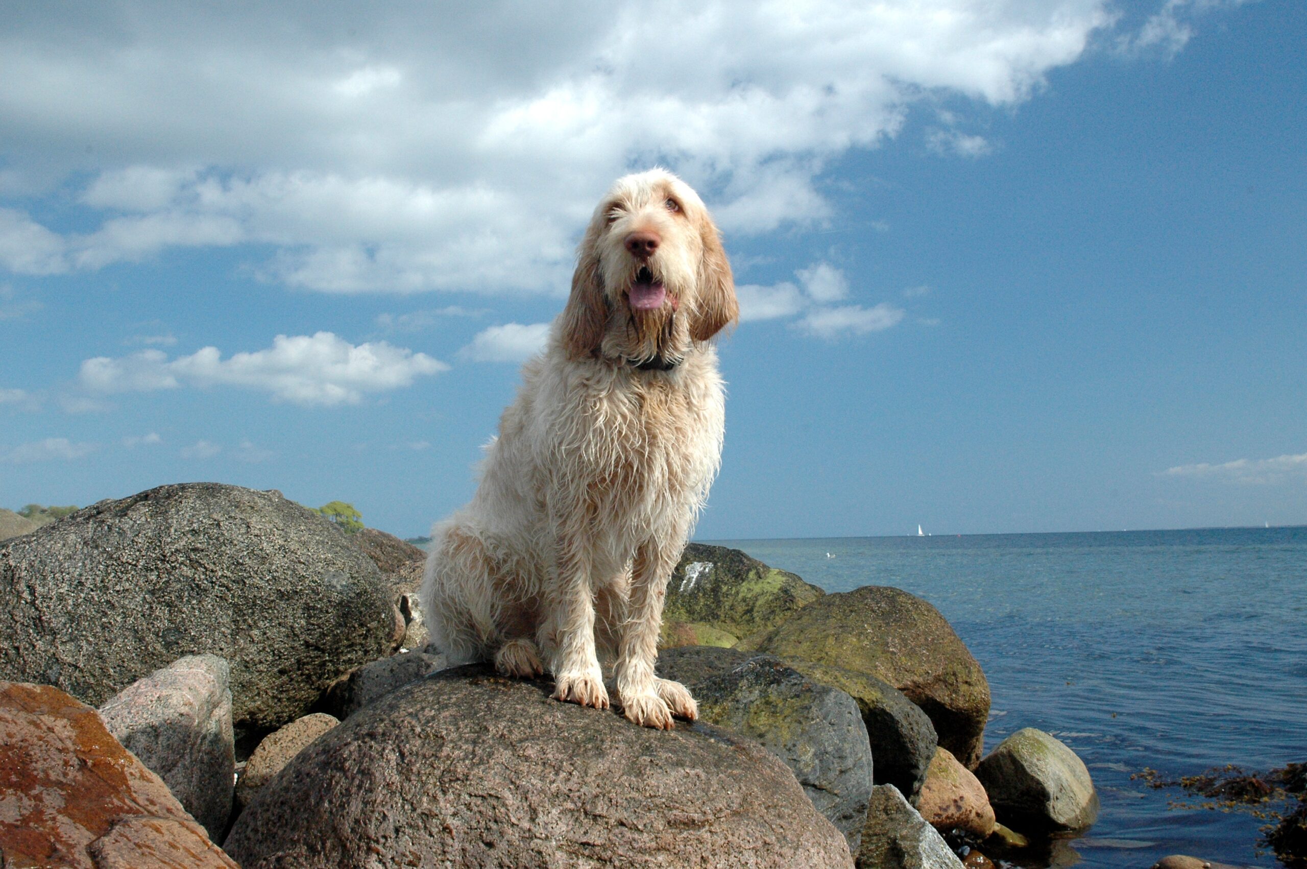 Spinone Italiano dog sitting on a big rock by the ocean.
