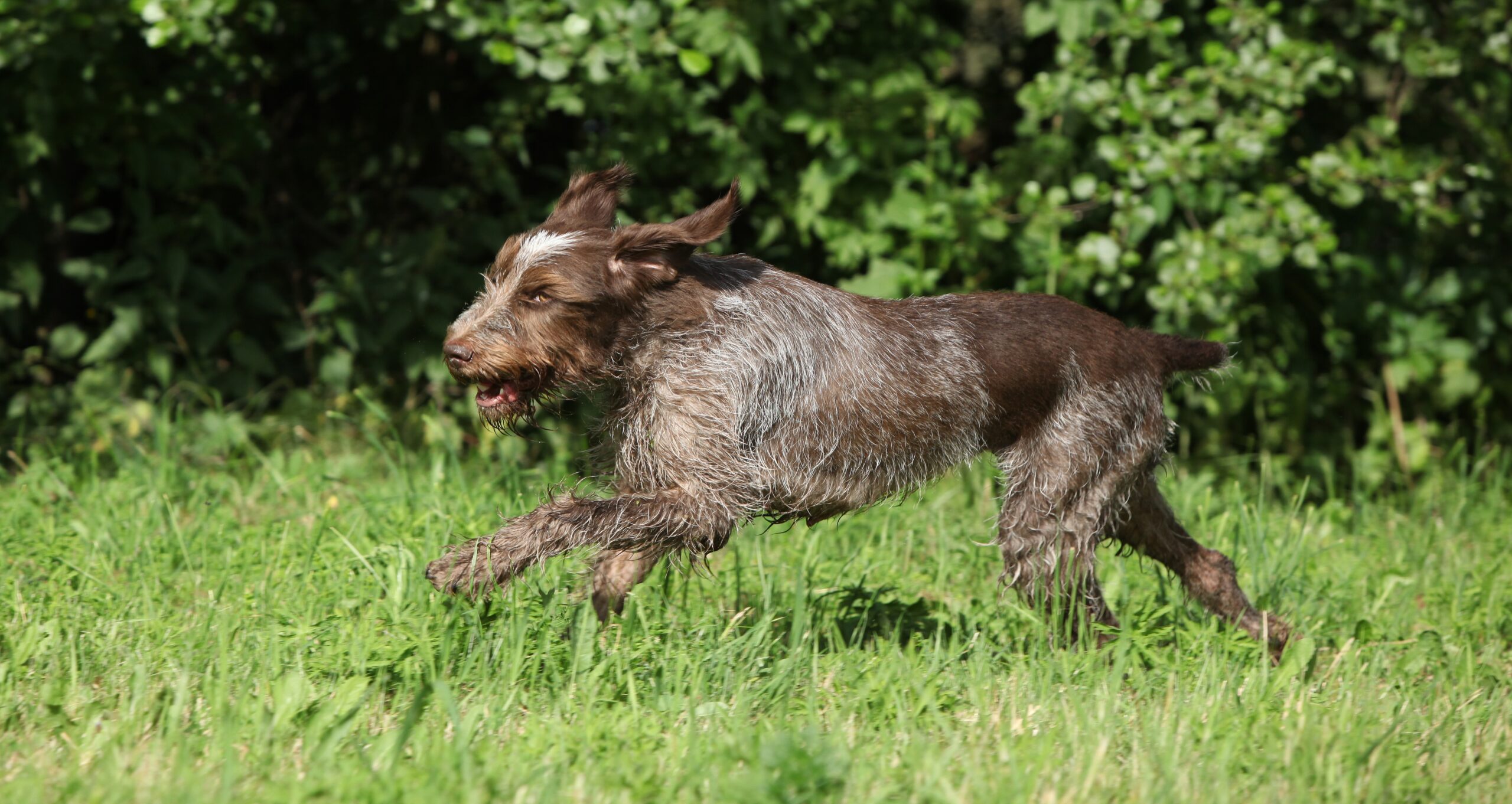  brown Spinone Italiano dog running through grass.