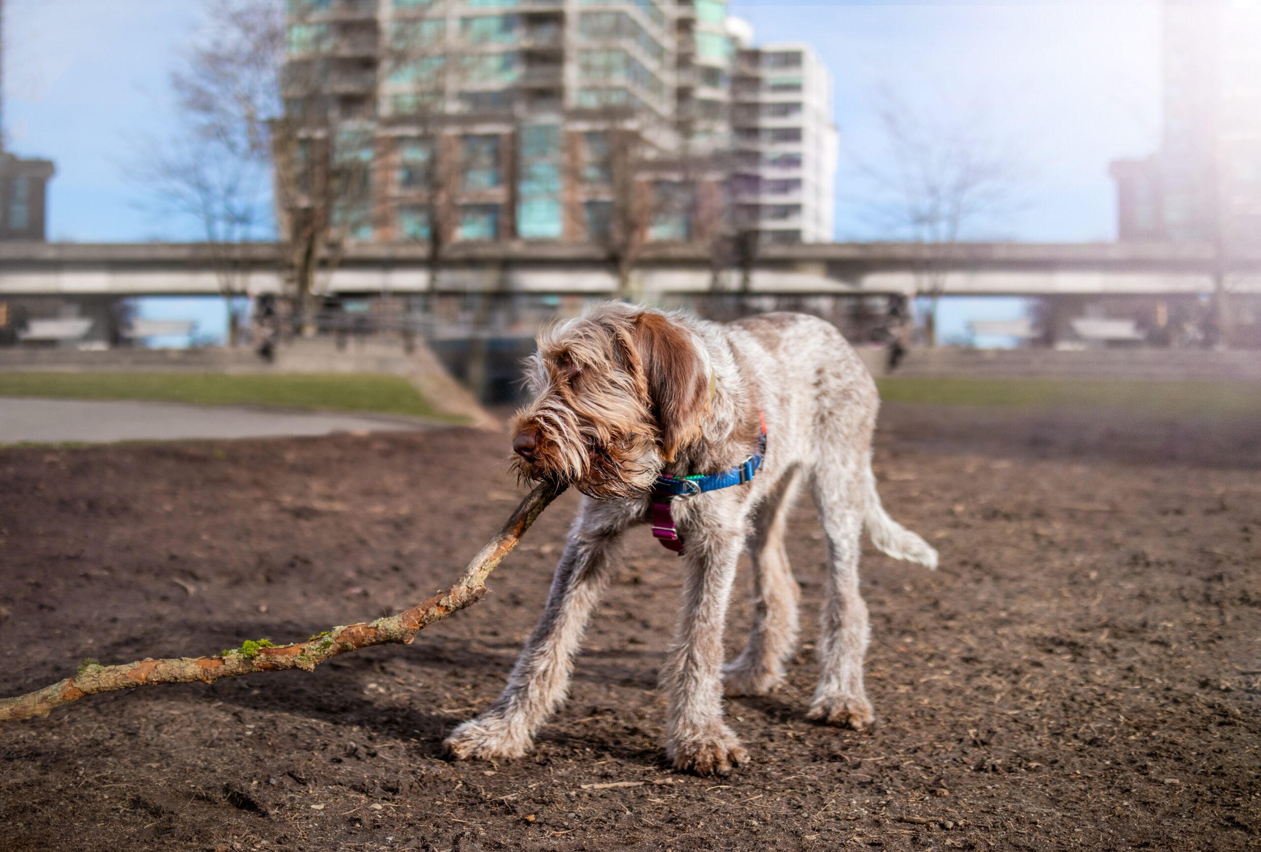A Spinone Italiano puppy playing with a stick at a dog park.