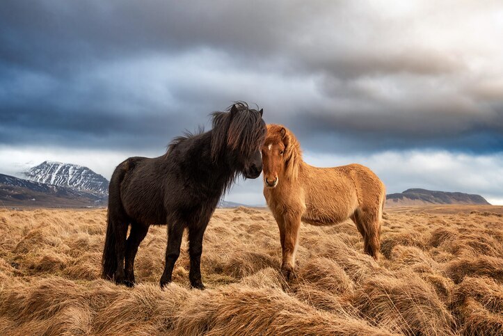 two icelandic horses standing in a field