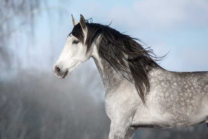 Gray Andalusian in profile
