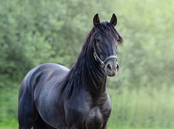 black andalusian horse
